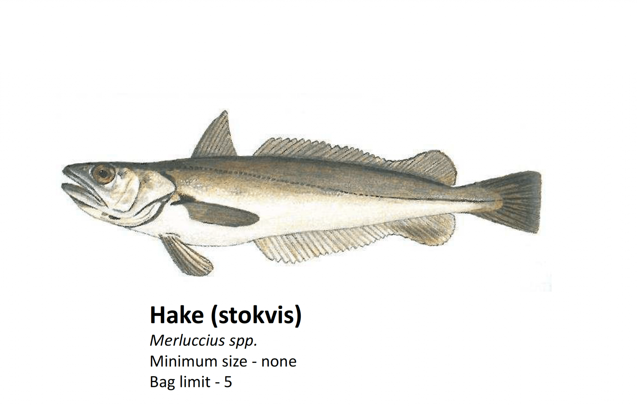 Hake | KAYAKFISH